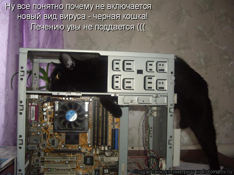 Котоматрица: Ну все понятно почему не включается новый вид вируса - черная кошка! Лечению увы не поддается (((