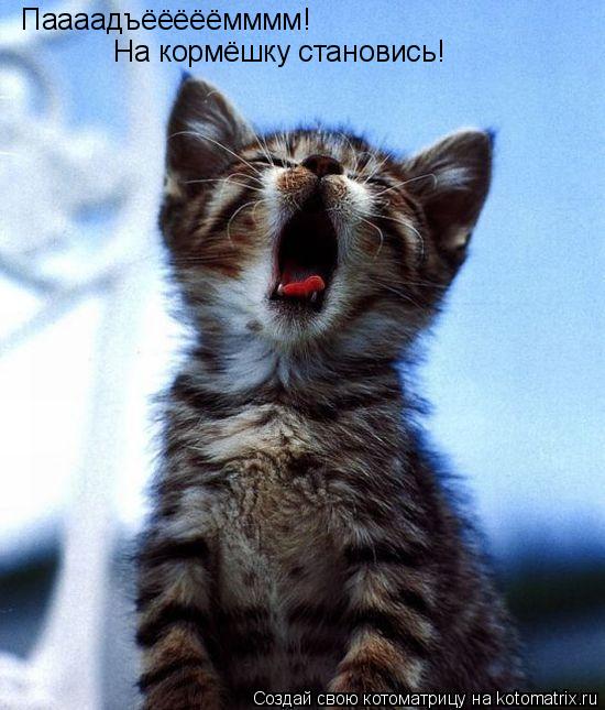 Котоматрица: Паааадъёёёёёмммм! На кормёшку становись!