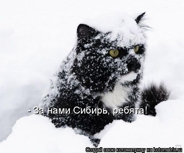 Котоматрица: - За нами Сибирь, ребята!