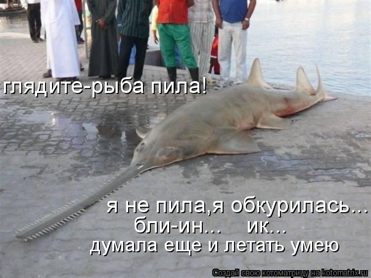 Котоматрица: глядите-рыба пила! я не пила,я обкурилась... бли-ин...    ик... думала еще и летать умею