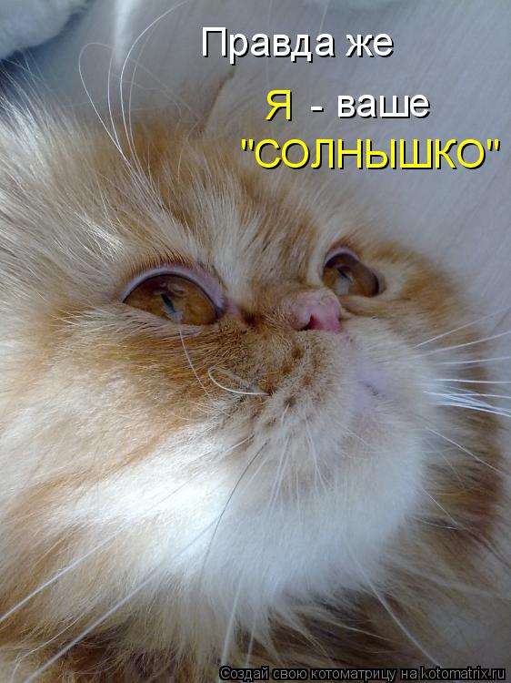 Котоматрица: Правда же  "СОЛНЫШКО" ваше Я -