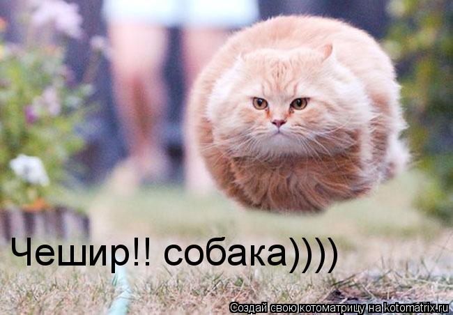 Котоматрица: Чешир!! собака))))