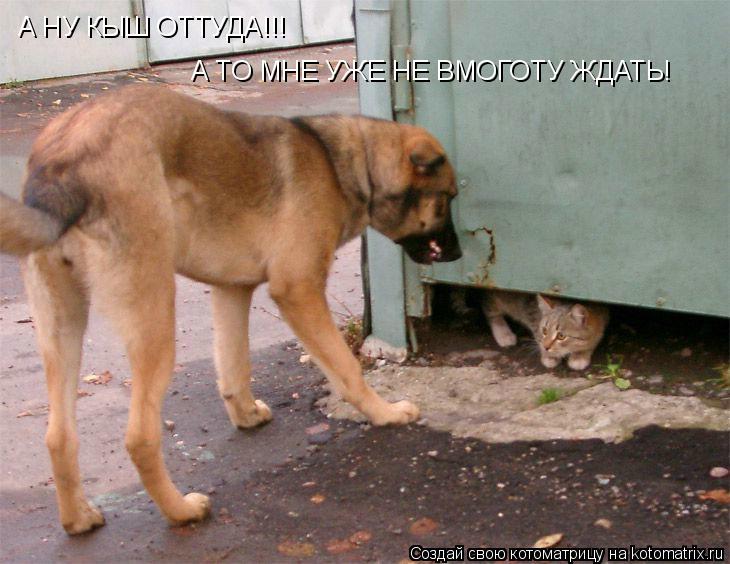 Котоматрица: А НУ КЫШ ОТТУДА!!! А ТО МНЕ УЖЕ НЕ ВМОГОТУ ЖДАТЬ!