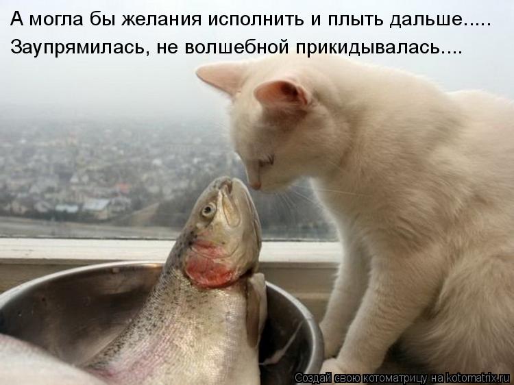 Котоматрица: А могла бы желания исполнить и плыть дальше..... Заупрямилась, не волшебной прикидывалась....
