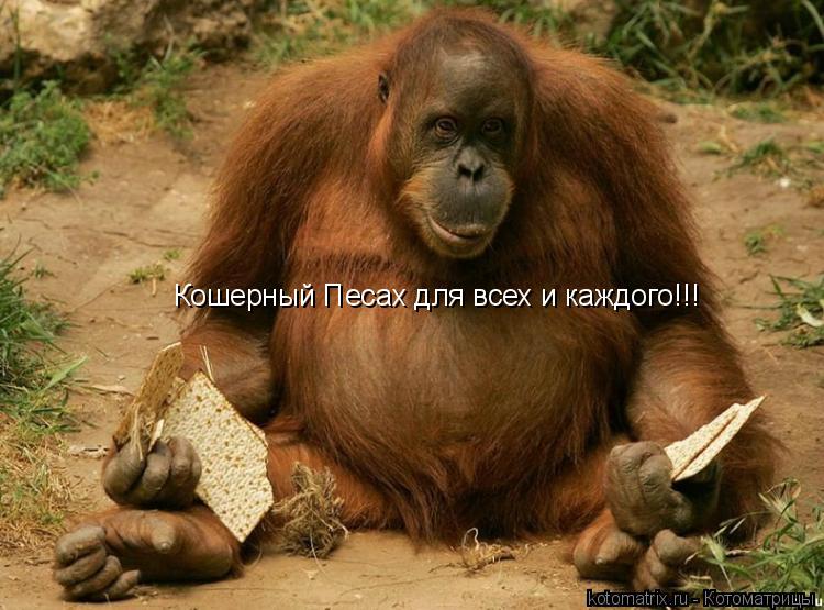 Котоматрица: Кошерный Песах для всех и каждого!!!