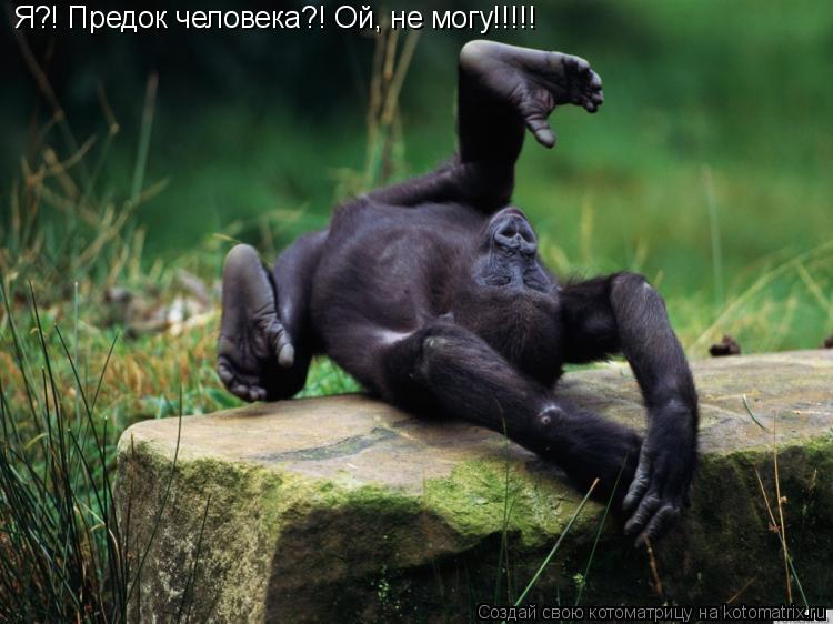 Котоматрица: Я?! Предок человека?! Ой, не могу!!!!!