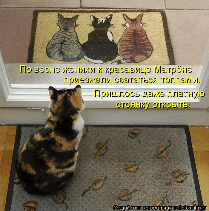 приезжали свататься толпами. По весне женихи к красавице Матрёне Пришлось даже платную стоянку откр... Котоматрица: приезжали свататься толпами. По весне женихи к красавице Матрёне Пришлось даже платную стоянку открыть!