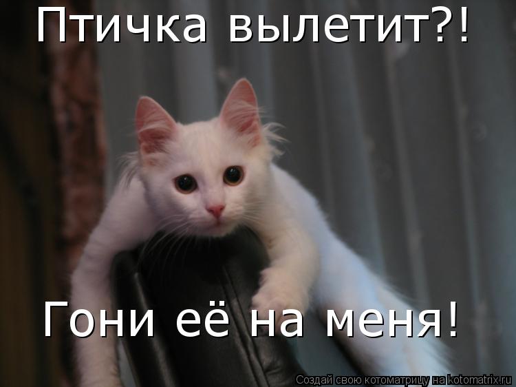 Котоматрица: Птичка вылетит?! Гони её на меня!