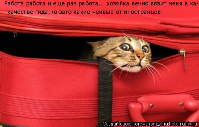 Котоматрица: Работа работа и еще раз работа....хозяйка вечно возит меня в качестве гида,но зато какие чеивые от иностранцев! Работа работа и еще раз работ