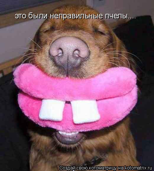 Котоматрица: это были неправильные пчелы....