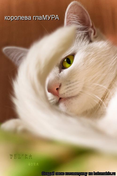 Котоматрица: королева глаМУРА