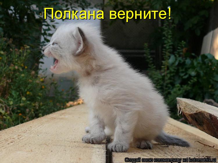 Котоматрица: Полкана верните!