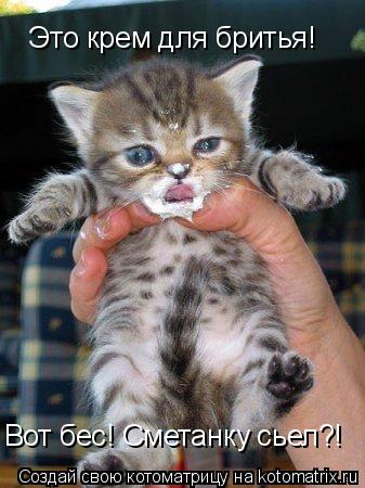 Котоматрица: Вот бес! Сметанку сьел?! Это крем для бритья!