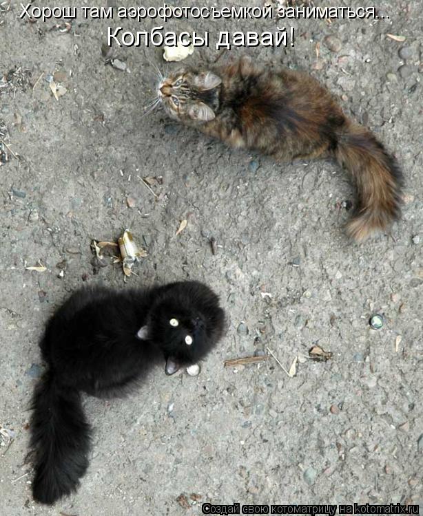 Котоматрица: Хорош там аэрофотосъемкой заниматься... Колбасы давай!