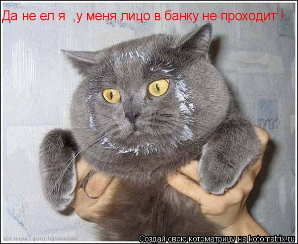 Котоматрица: Да не ел я  ,у меня лицо в банку не проходит !