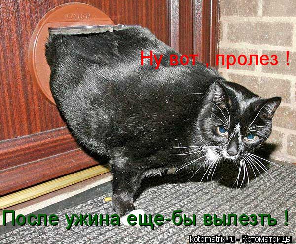 Котоматрица: Ну вот , пролез ! После ужина еще-бы вылезть !