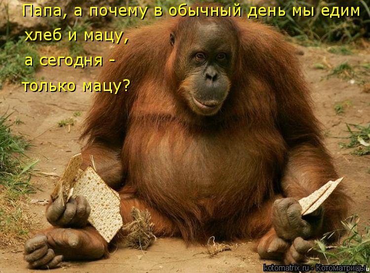 Котоматрица: Папа, а почему в обычный день мы едим  хлеб и мацу,  а сегодня -  только мацу?