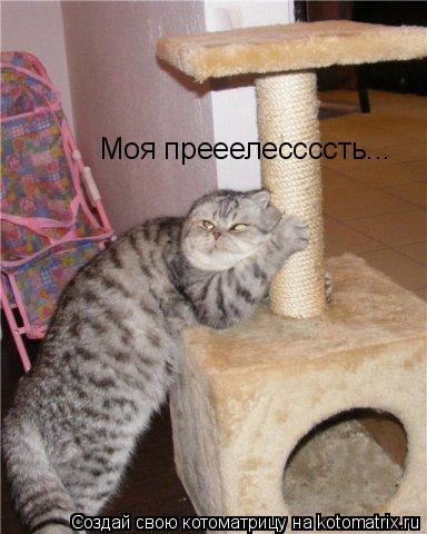 Котоматрица: Моя прееелессссть...