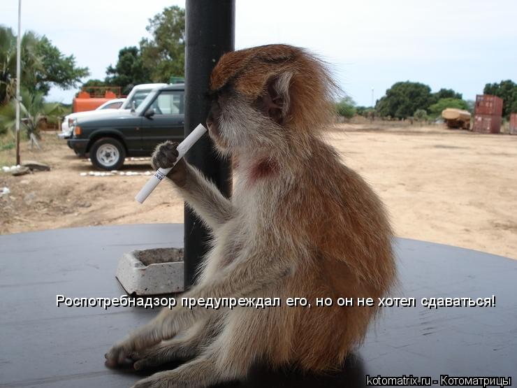 Котоматрица: Роспотребнадзор предупреждал его, но он не хотел сдаваться!