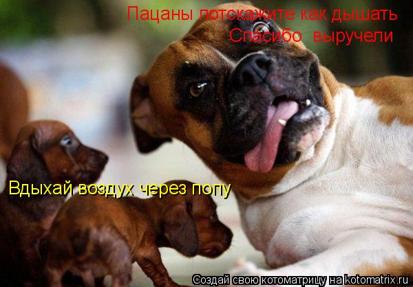 Котоматрица: Пацаны потскажите как дышать  Вдыхай воздух через попу Спасибо  выручели