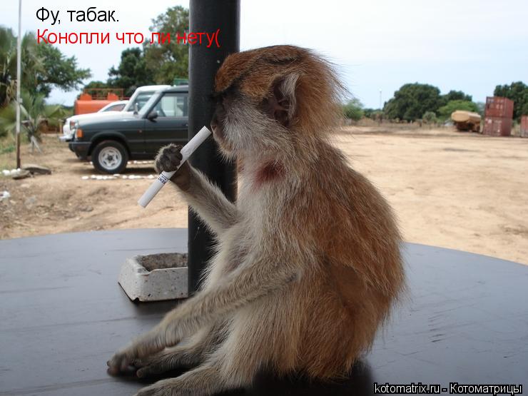 Котоматрица: Фу, табак. Конопли что ли нету(