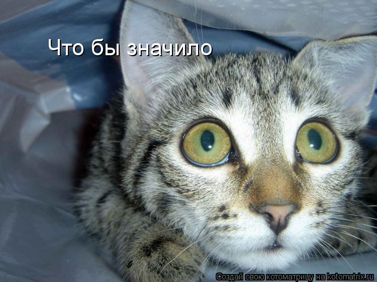 Котоматрица: Что бы значило