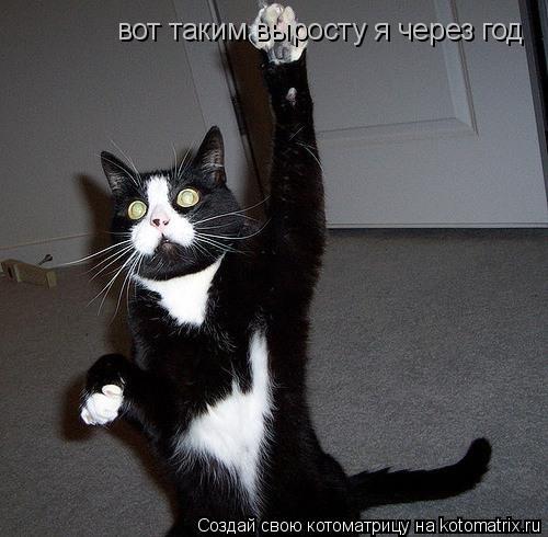 Котоматрица: вот таким выросту я через год