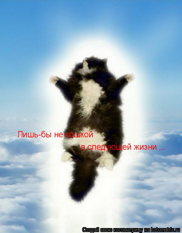 Котоматрица: Лишь-бы не кошкой  в следующей жизни ...