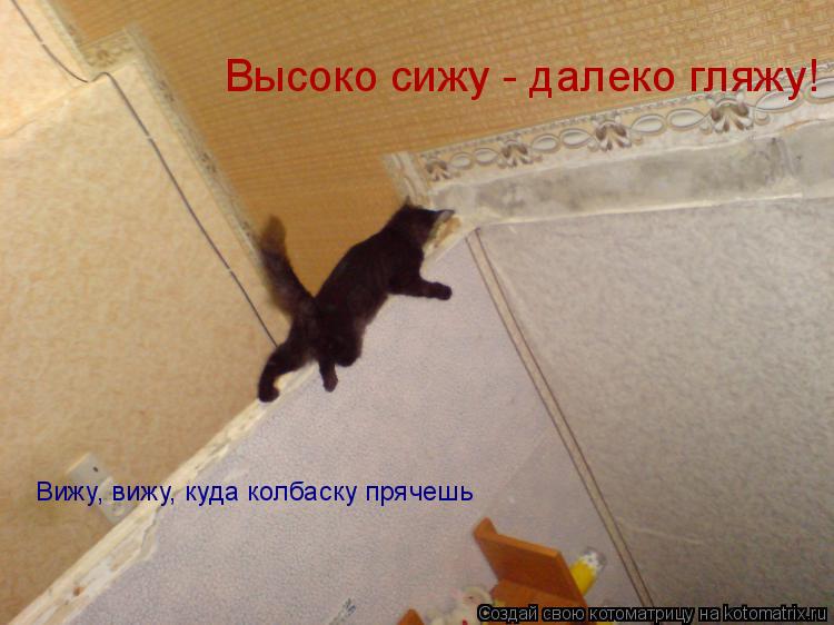Котоматрица: Высоко сижу - далеко гляжу! Вижу, вижу, куда колбаску прячешь