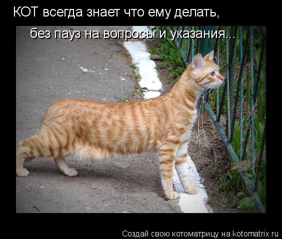 Котоматрица: КОТ всегда знает что ему делать, без пауз на вопросы и указания...