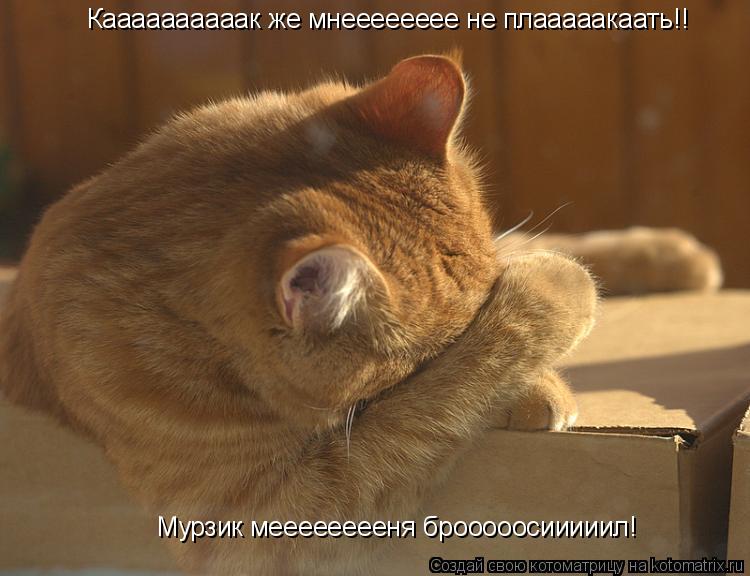 Котоматрица: Каааааааааак же мнееееееее не плааааакаать!! Мурзик мееееееееня брооооосииииил!
