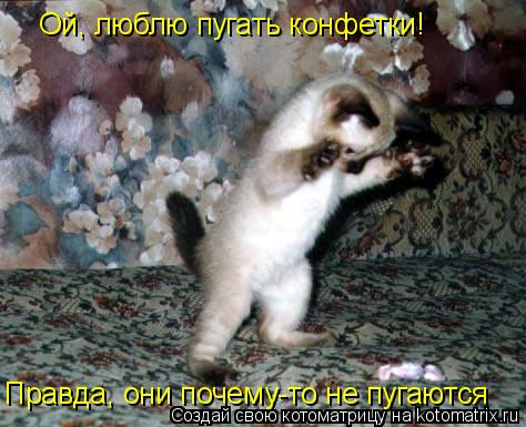 Котоматрица: Ой, люблю пугать конфетки! Правда, они почему-то не пугаются
