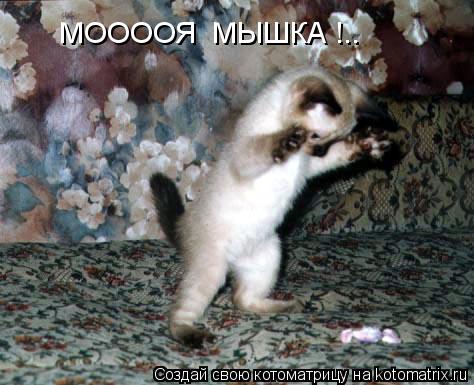 Котоматрица: МООООЯ  МЫШКА !..