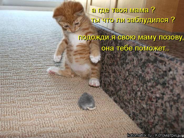 Котоматрица: а где твоя мама ? ты что ли заблудился ?  подожди,я свою маму позову, она тебе поможет..