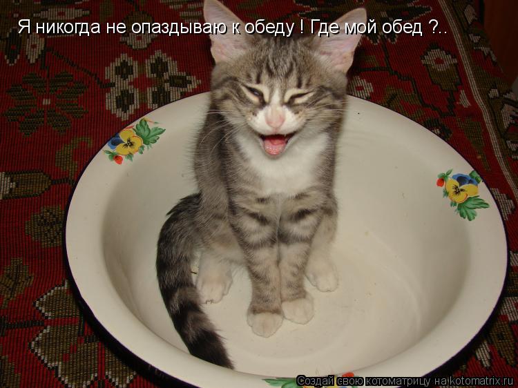 Котоматрица: Я никогда не опаздываю к обеду ! Где мой обед ?..