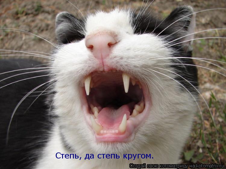 Котоматрица: Степь, да степь кругом…