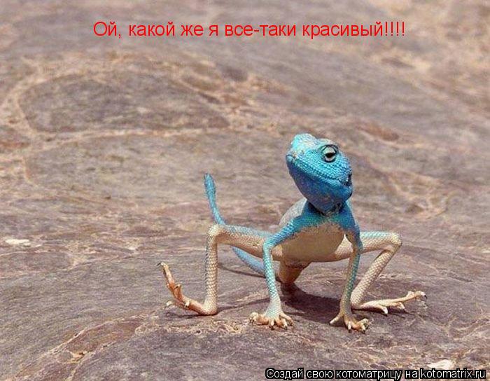 Котоматрица: Ой, какой же я все-таки красивый!!!!