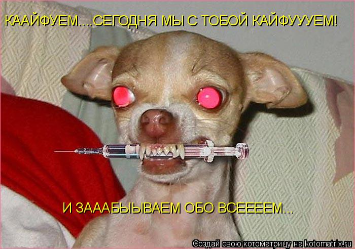 Котоматрица: КААЙФУЕМ....СЕГОДНЯ МЫ С ТОБОЙ КАЙФУУУЕМ!  И ЗАААБЫЫВАЕМ ОБО ВСЕЕЕЕМ...