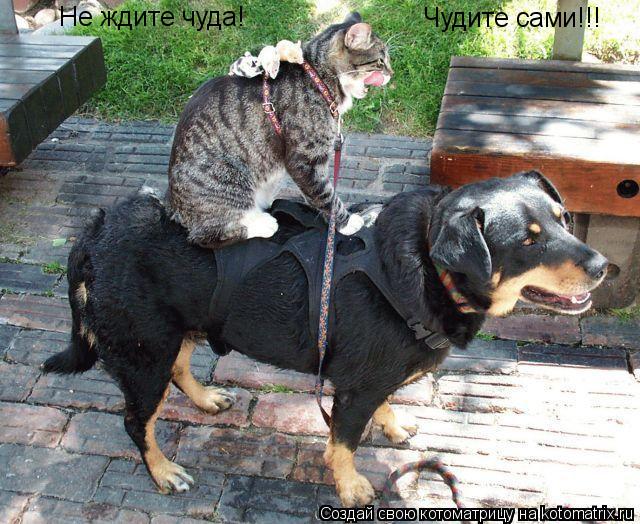 Котоматрица: Не ждите чуда!  Чудите сами!!!