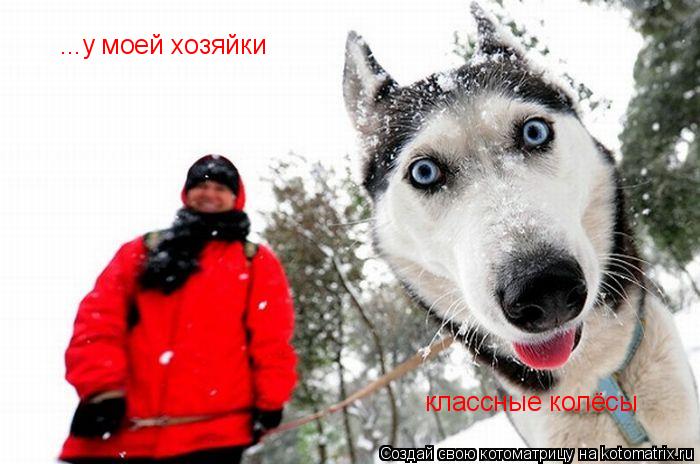Котоматрица: классные колёсы ...у моей хозяйки