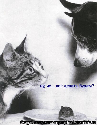 Котоматрица: ну, че... как делить будем?