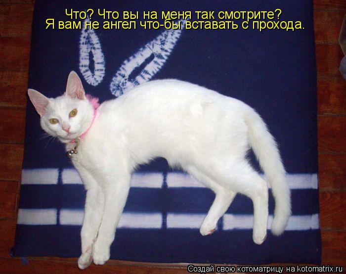 Котоматрица: Что? Что вы на меня так смотрите?  Я вам не ангел что-бы вставать с прохода.
