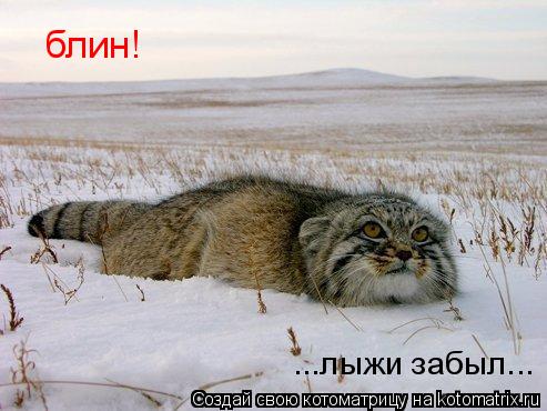 Котоматрица: блин!  ...лыжи забыл...