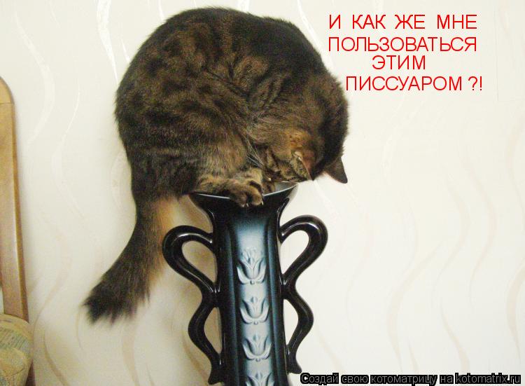 Котоматрица: И  КАК  ЖЕ  МНЕ И  КАК  ЖЕ  МНЕ ПОЛЬЗОВАТЬСЯ ЭТИМ ПИССУАРОМ ?!