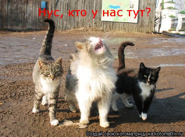 Котоматрица: Нус, кто у нас тут?