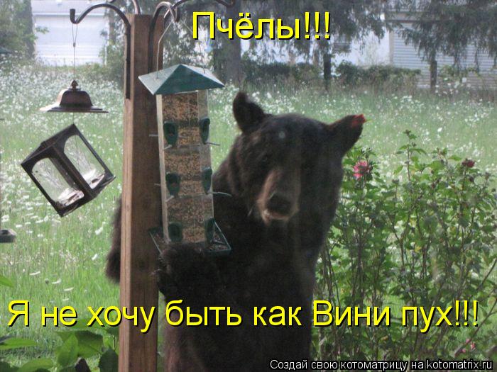 Котоматрица: Пчёлы!!! Я не хочу быть как Вини пух!!!