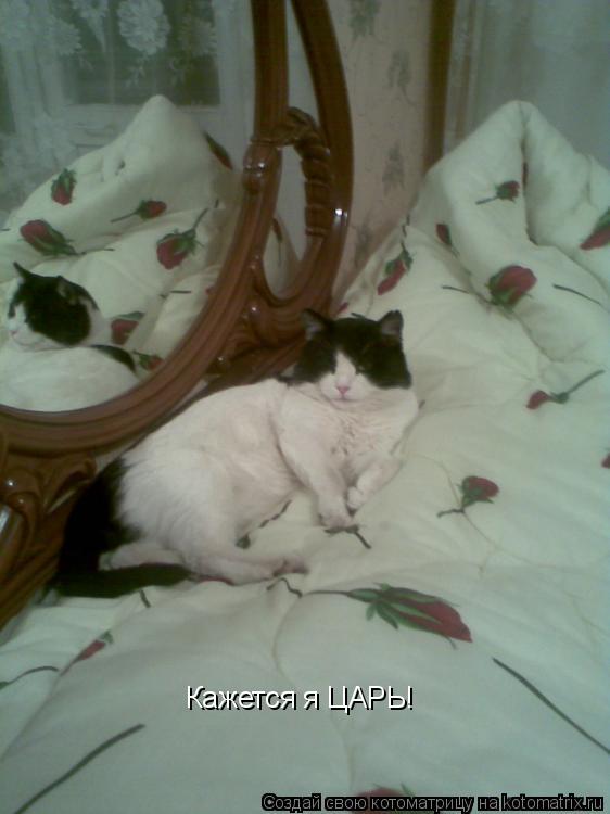 Котоматрица: Кажется я ЦАРЬ!