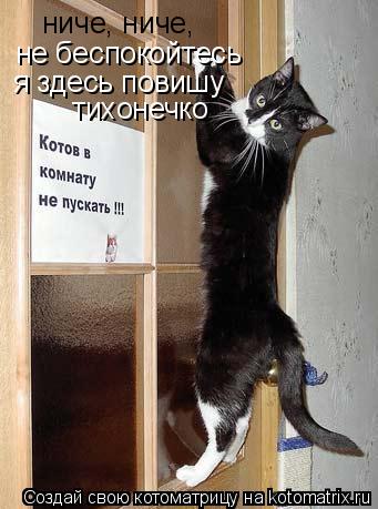 Котоматрица: ниче, ниче, не беспокойтесь я здесь повишу тихонечко