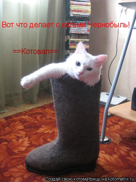 Котоматрица: Вот что делает с котами Чернобыль! ==Котовал==