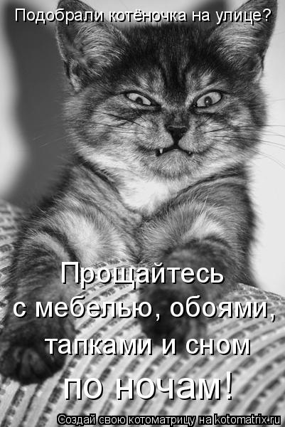 Котоматрица: Подобрали котёночка на улице? Прощайтесь с мебелью, обоями, тапками и сном по ночам!